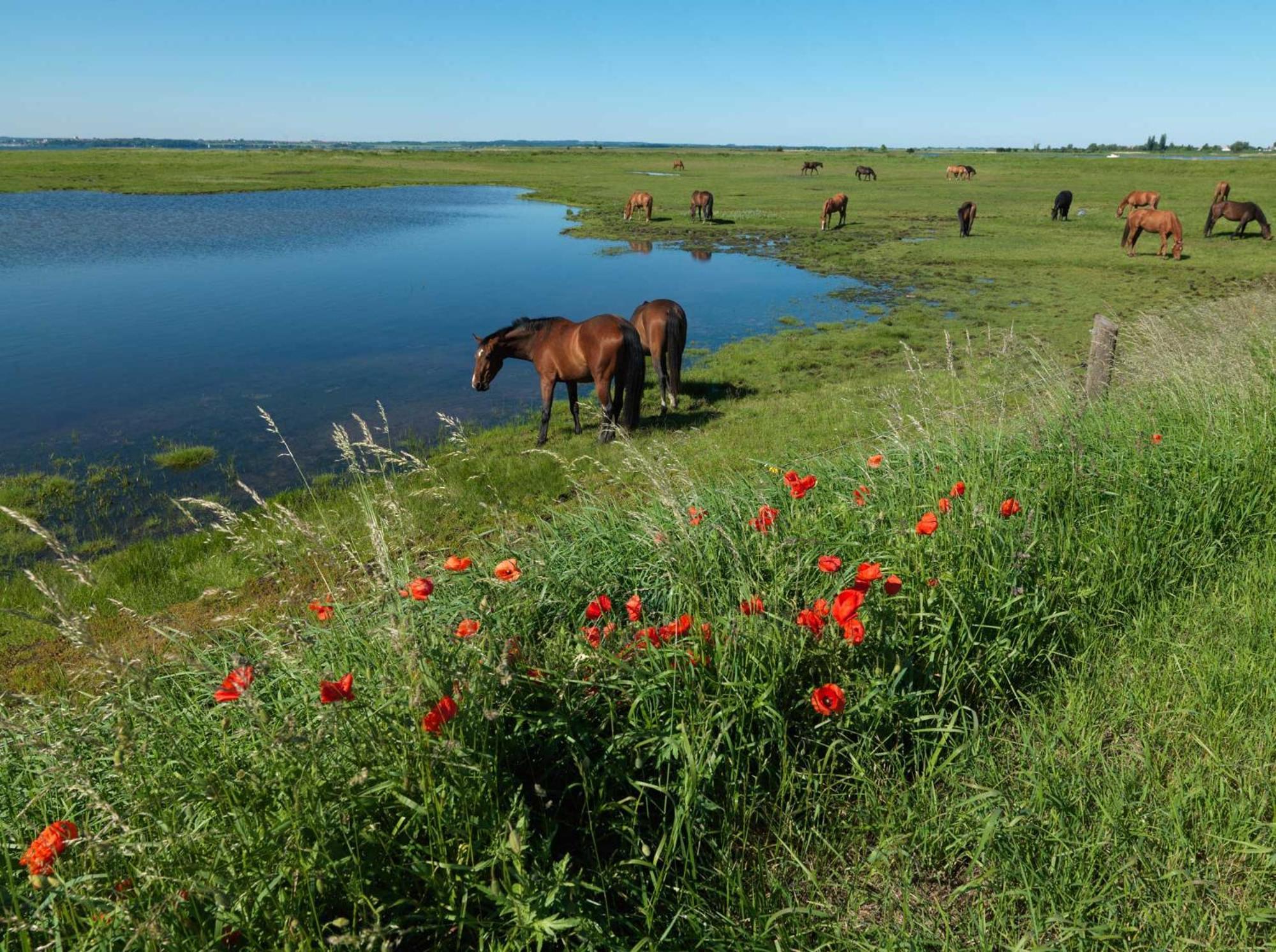 Einhusen Gute Stube Insel Poel Exterior foto